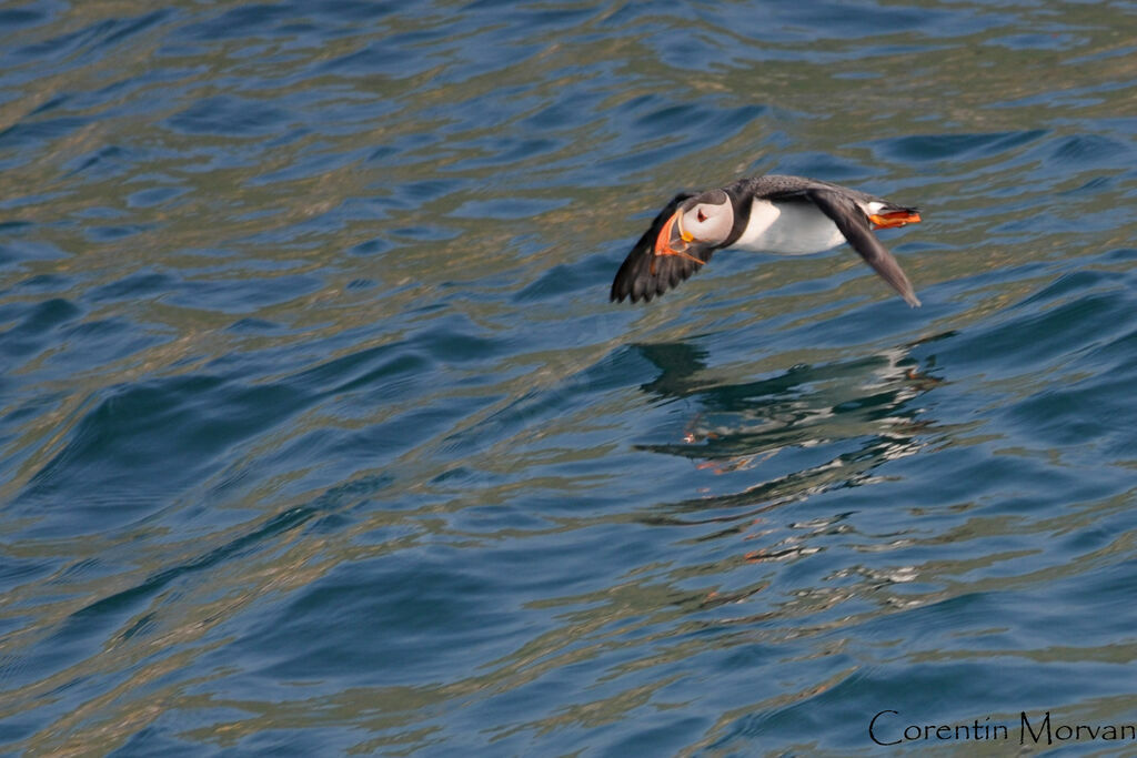 Atlantic Puffin