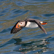 Atlantic Puffin