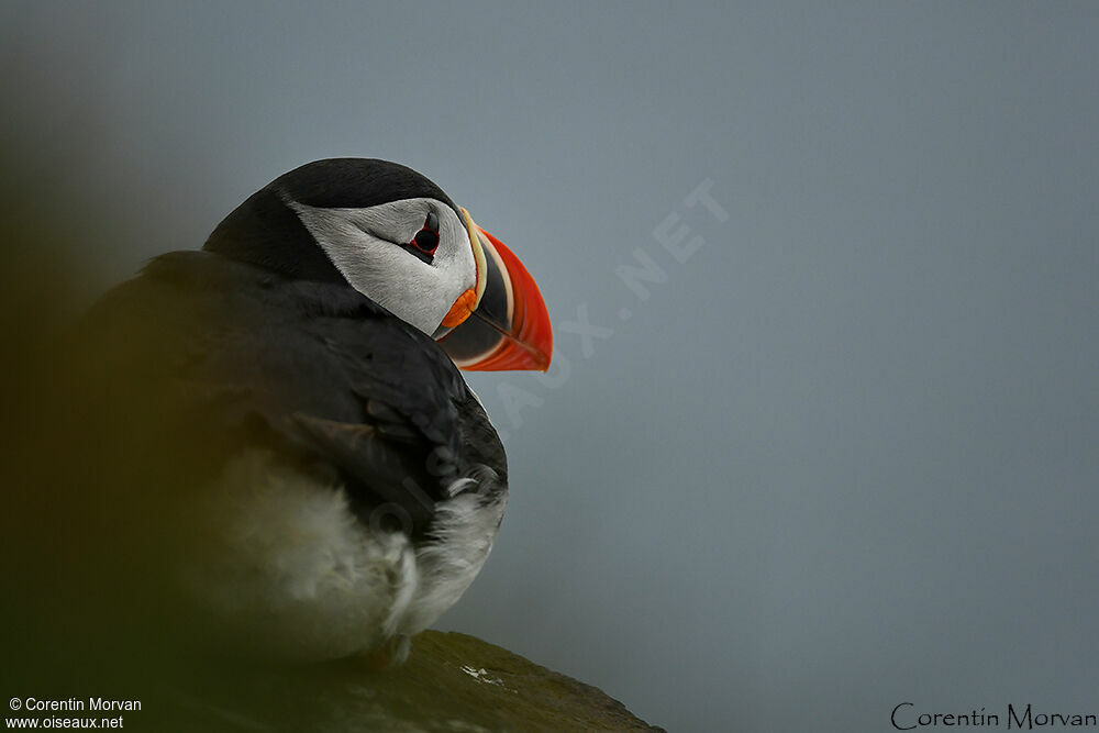 Atlantic Puffin