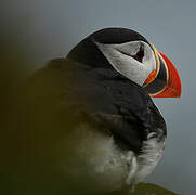 Atlantic Puffin