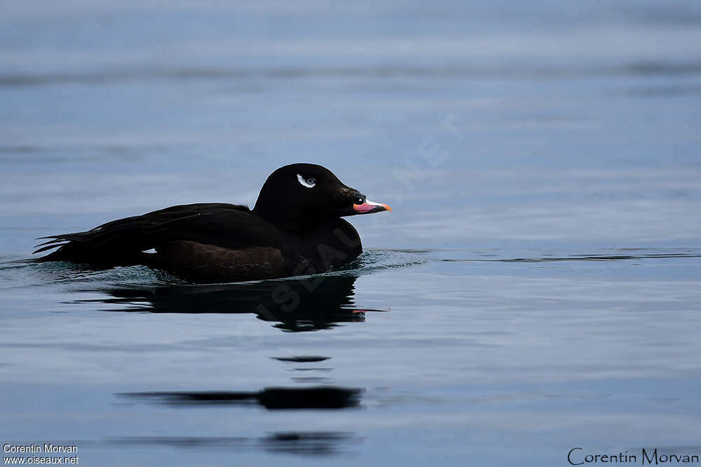 White-winged Scoter male adult breeding, pigmentation, swimming