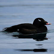 White-winged Scoter