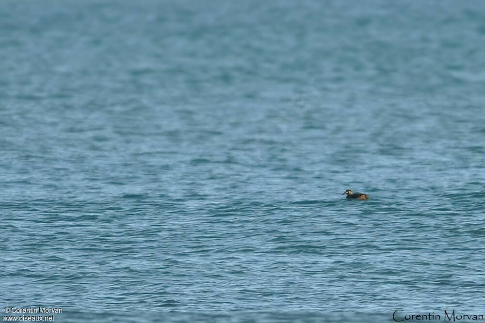 Surf Scoter