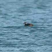 Surf Scoter