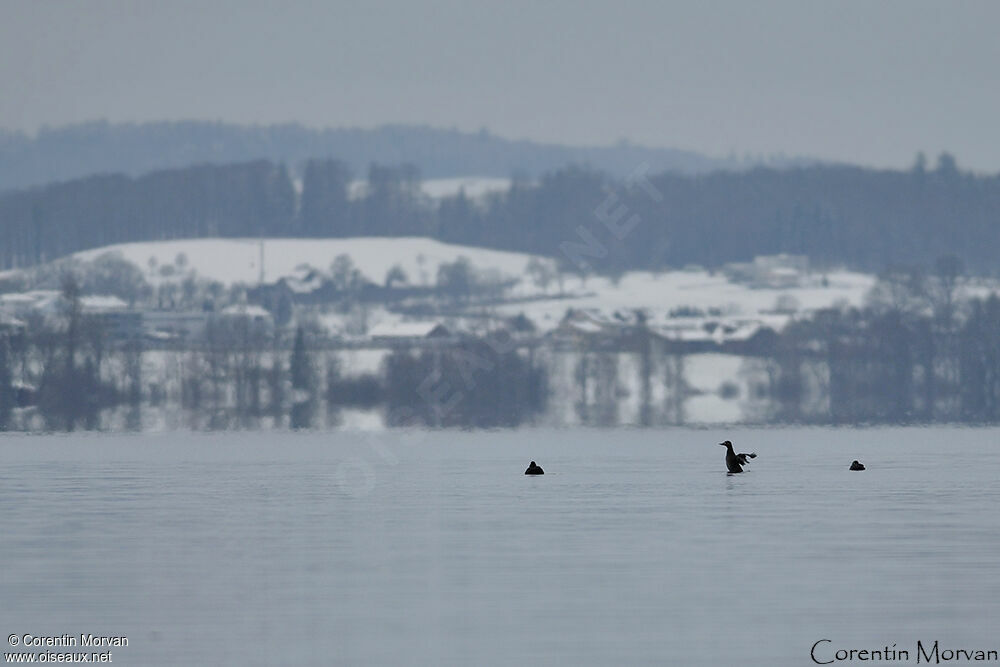 Velvet Scoter