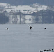 Velvet Scoter