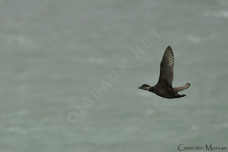 Common Scoter