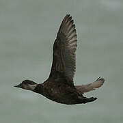 Common Scoter