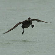 Common Scoter