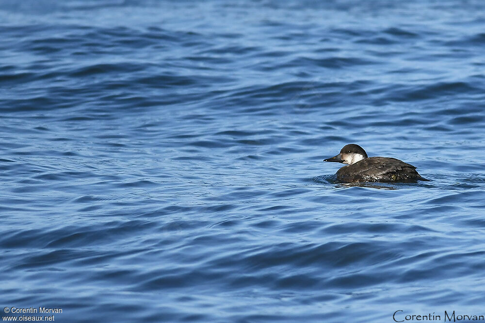 Common Scoter