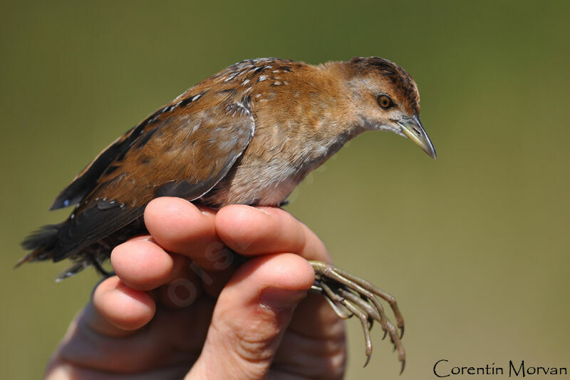 Baillon's Crake