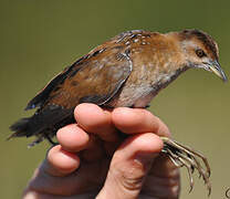 Baillon's Crake