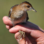 Baillon's Crake