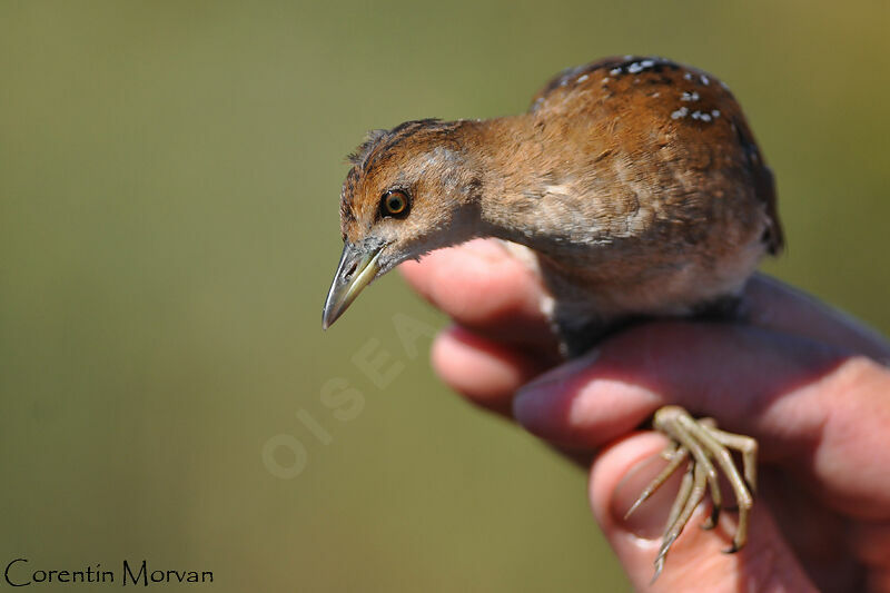 Baillon's Crake