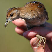 Baillon's Crake