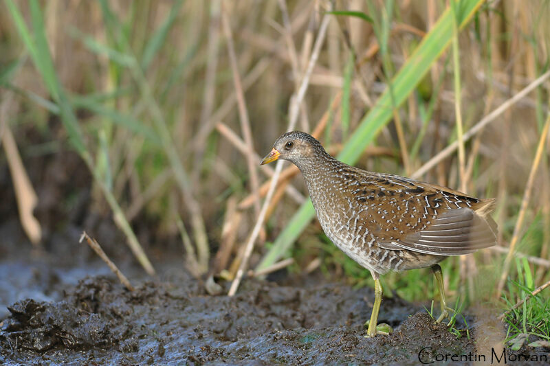 Spotted Crake