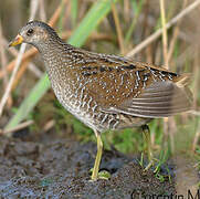 Spotted Crake