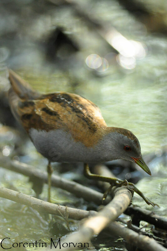 Little Crake male