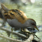 Little Crake