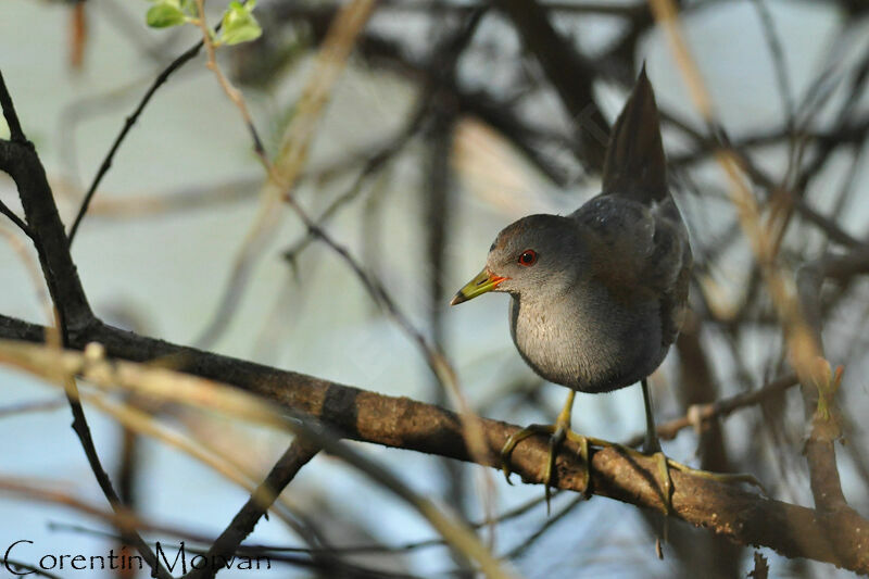 Little Crake