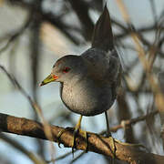 Little Crake