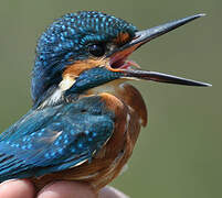 Common Kingfisher