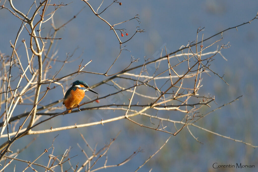 Common Kingfisher male adult