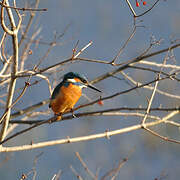 Common Kingfisher