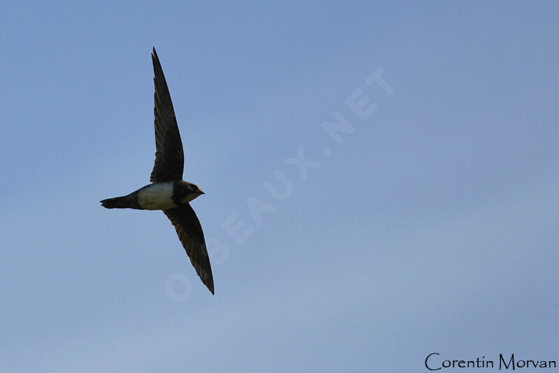 Alpine Swift