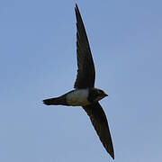 Alpine Swift