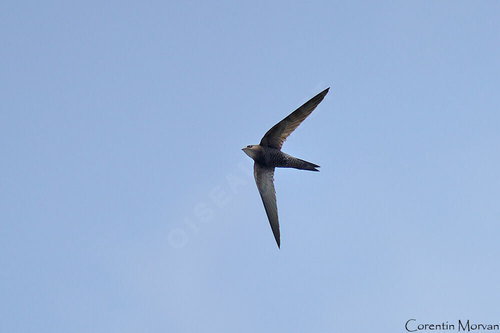 Pallid Swift