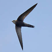 Pallid Swift