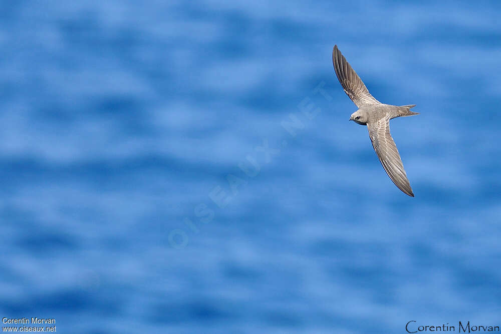 Pallid Swiftadult, identification