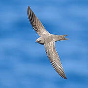 Pallid Swift