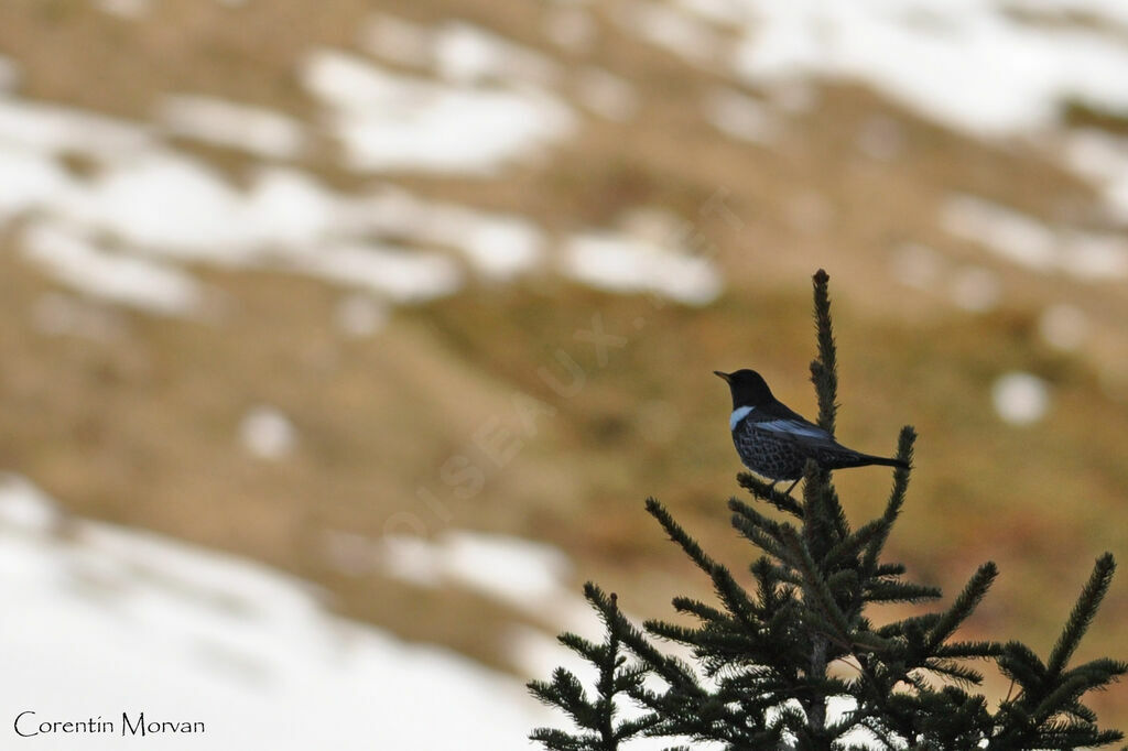 Ring Ouzel