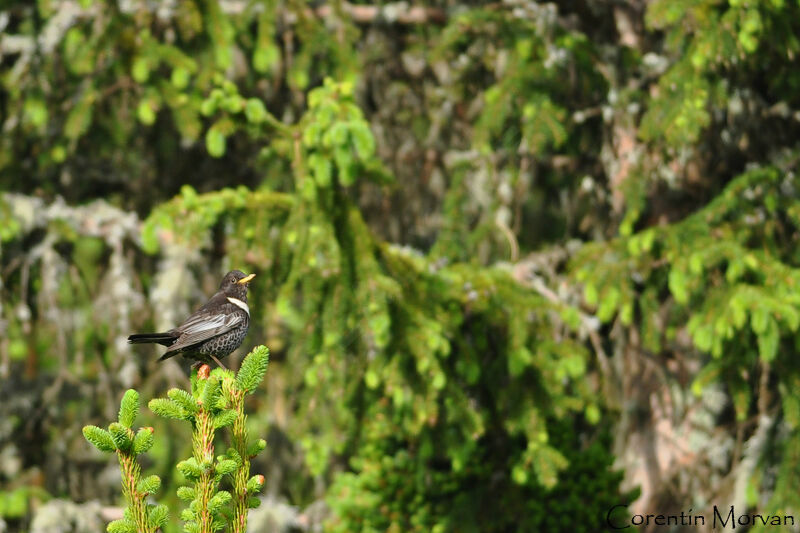 Ring Ouzel