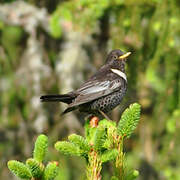 Ring Ouzel