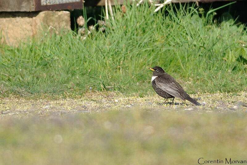 Ring Ouzel