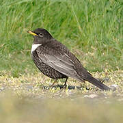 Ring Ouzel