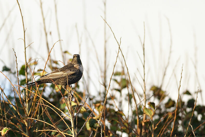 Ring Ouzel