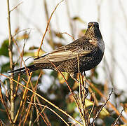 Ring Ouzel