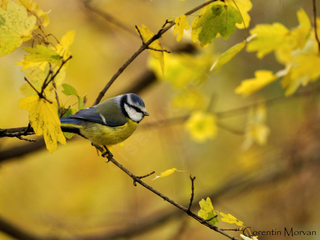 Mésange bleue