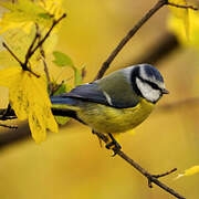 Mésange bleue