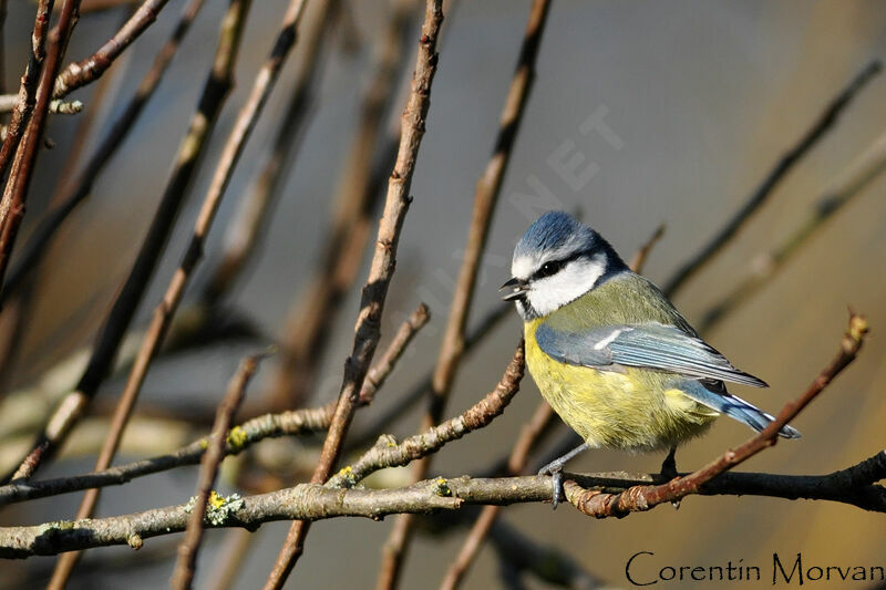 Mésange bleue