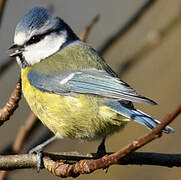 Eurasian Blue Tit