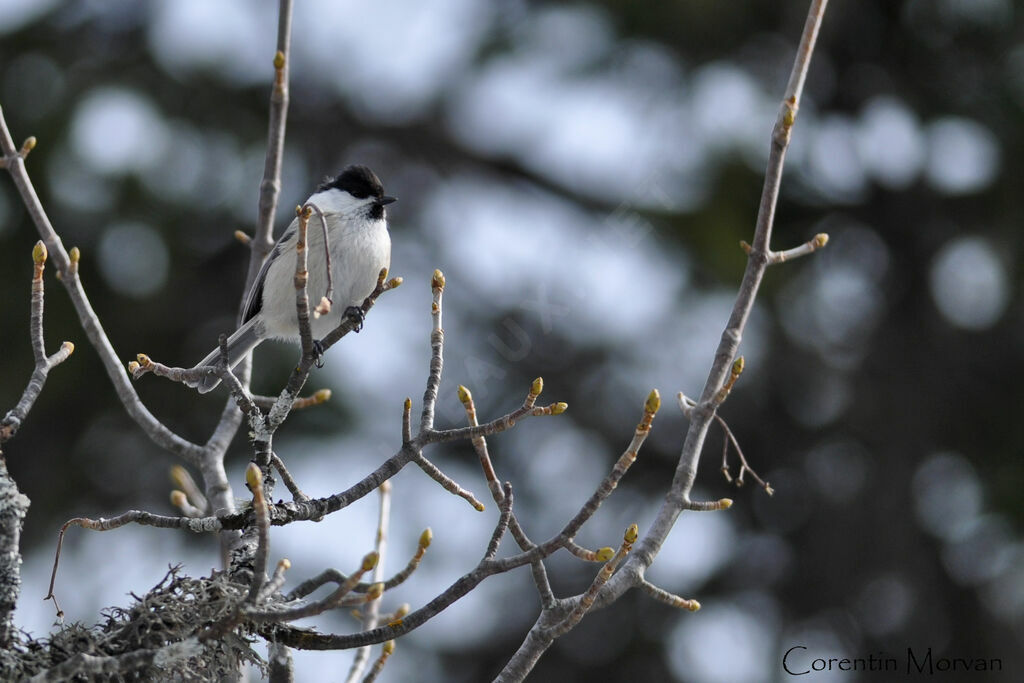 Willow Tit