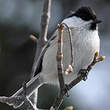 Mésange boréale