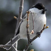 Willow Tit