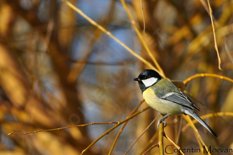 Great Tit