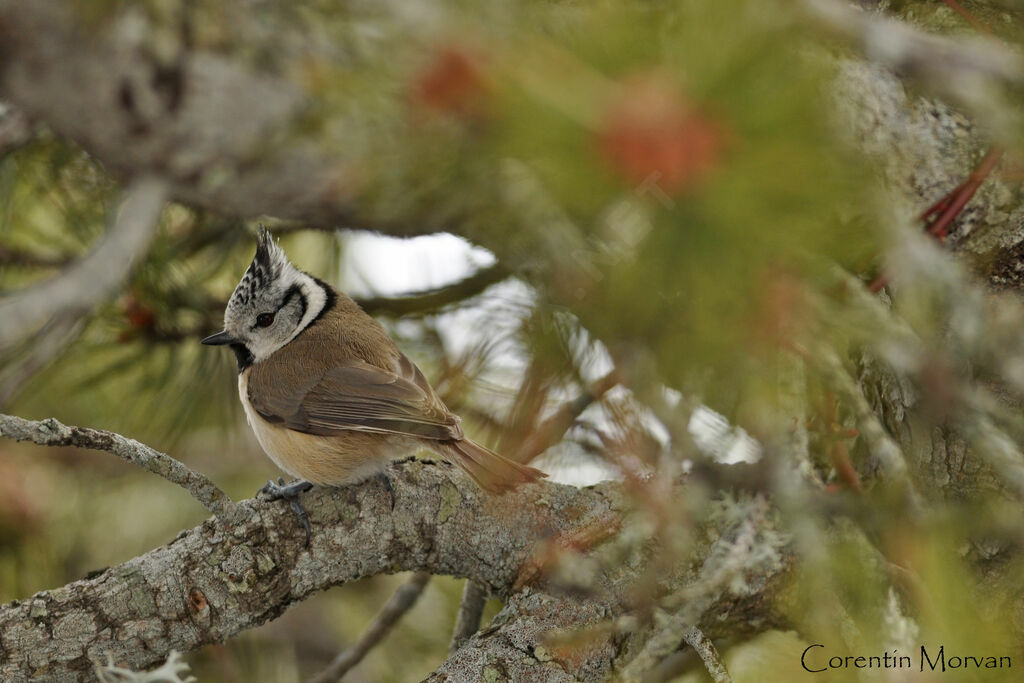 Mésange huppée